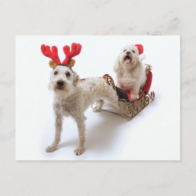 white schnoodle standing with red christmas holiday postcard (Front)