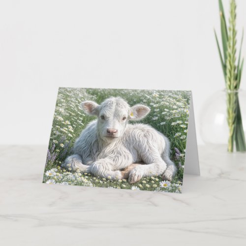 White Scottish Highland Calf Birthday Card