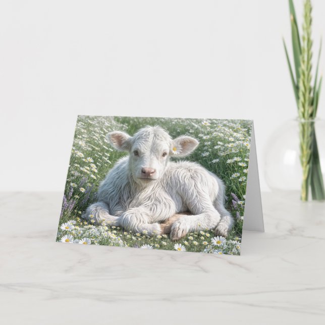 White Scottish Highland Calf in Daisies Birthday Card (Front)