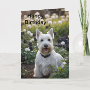 White Scottish Terrier In Black White Roses, Bday  Card