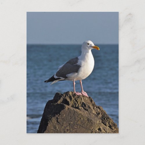 White seagull and ocean postcard