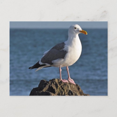 White seagull and ocean postcard