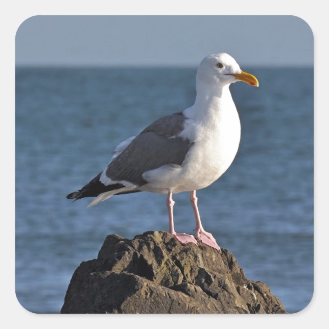 White seagull and ocean square sticker (Front)