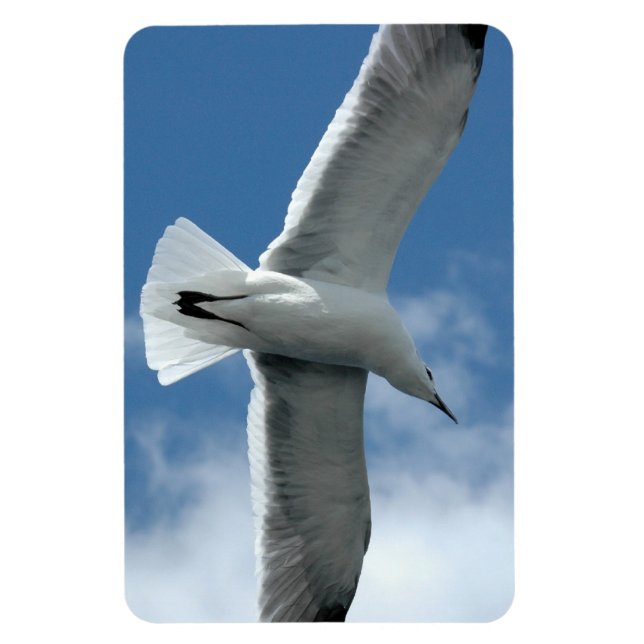 White seagull flying Flexi Magnet (Vertical)