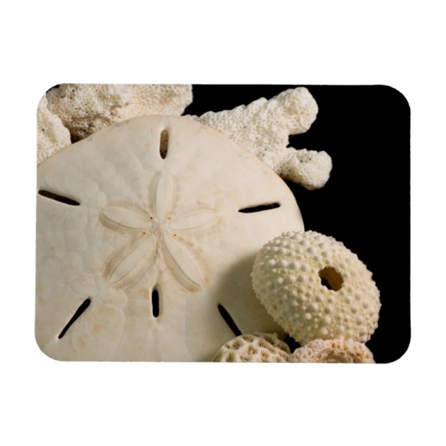 White Seashells And Sand Dollar Magnet (Horizontal)