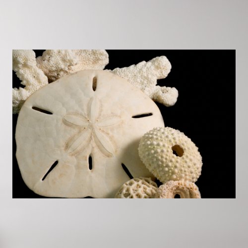 White Seashells And Sand Dollar Poster