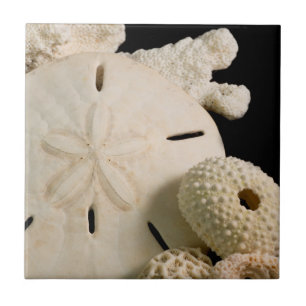 White Seashells And Sand Dollar Tile