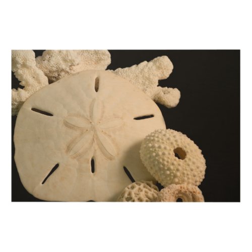 White Seashells And Sand Dollar Wood Wall Art