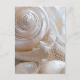White Seashells Starfish Tropical Beach Sea Shells Postcard