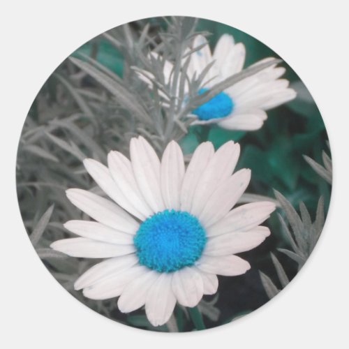 White Shasta Daisies wTeal blue stickers