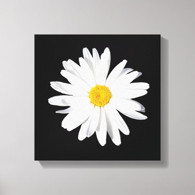 White Shasta Daisy Canvas Print Wall Decor (Front)