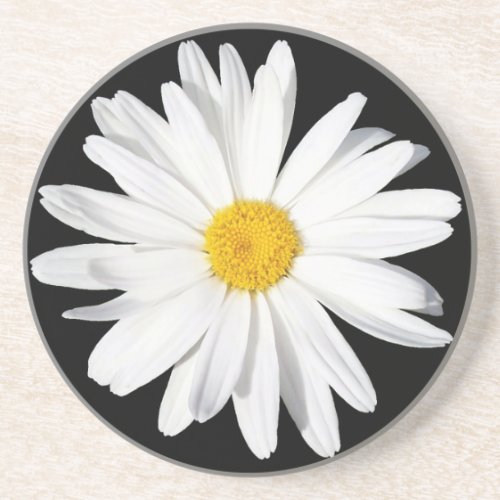 White Shasta Daisy Sandstone Coaster