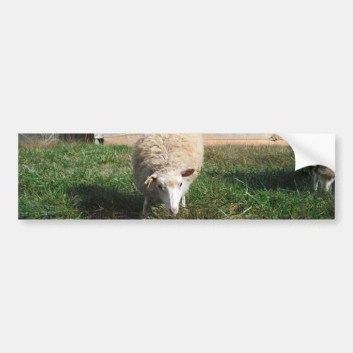 White Sheep on the Farm Bumper Sticker