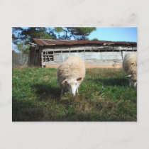 White Sheep on the Farm Postcard