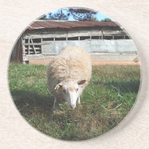 White Sheep on the Farm Sandstone Coaster