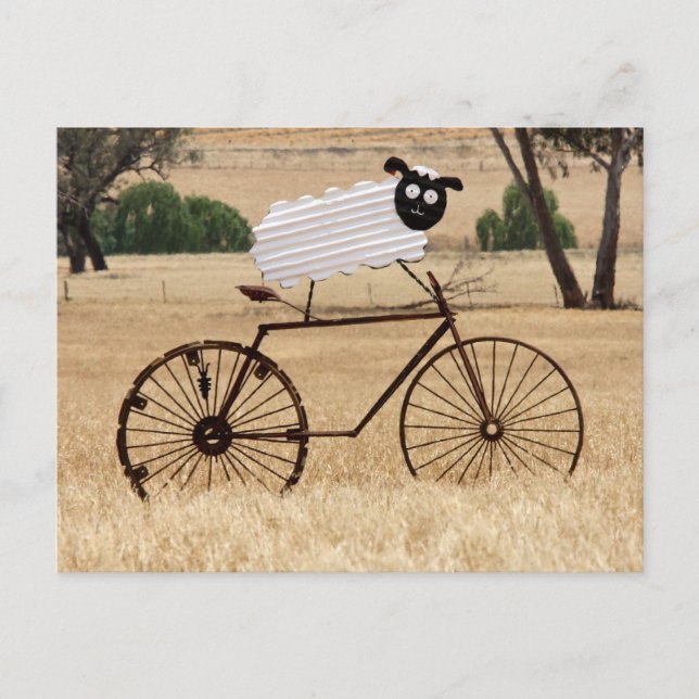 White Sheep Thrills Postcard (Front)