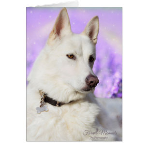 White Shepherd Dog Cards