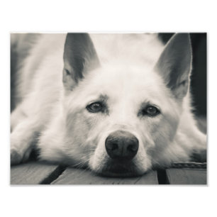 White Shepherd Dog On the Deck Photo Print