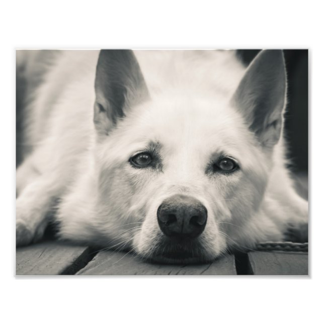 White Shepherd Dog On the Deck Photo Print (Front)