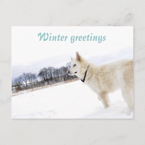 White shepherd in snow Postcard