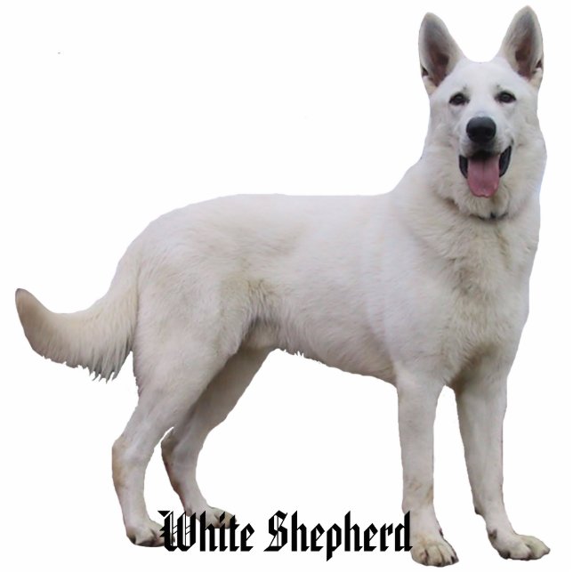 White Shepherd Photo Sculpture (Front)