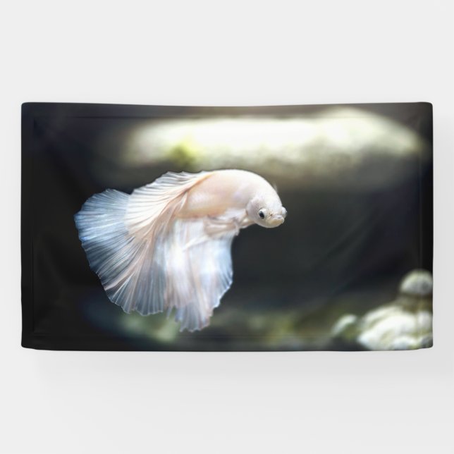 White Siamese Fighting Fish Banner (Horizontal)