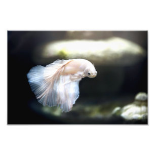 White Siamese Fighting Fish Photo Print