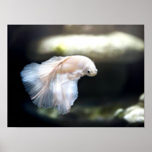 White Siamese Fighting Fish Poster