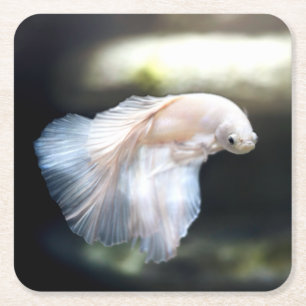 White Siamese Fighting Fish Square Paper Coaster