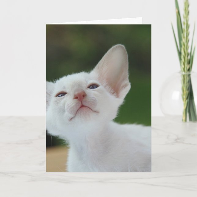 White Siamese kitten Card (Front)