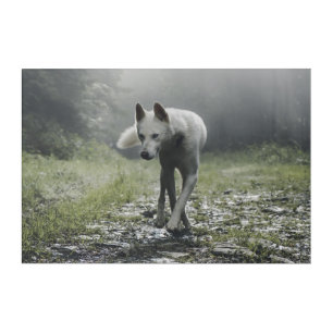 White Siberian Husky Acrylic Print