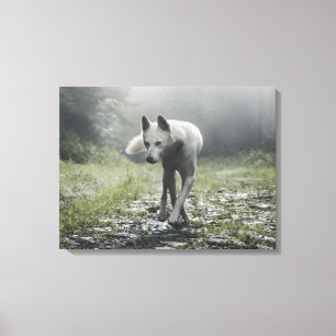 White Siberian Husky Canvas Print