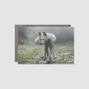 White Siberian Husky Car Magnet