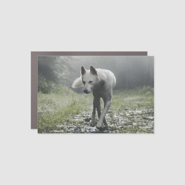 White Siberian Husky Car Magnet (Front)