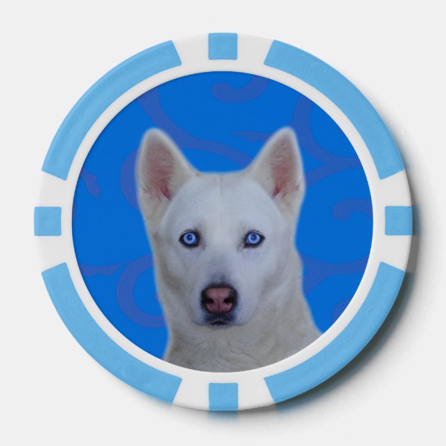 White Siberian Husky Clay Poker Chips, Blue Stripe Chips (Front)