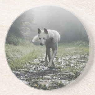White Siberian Husky Coaster