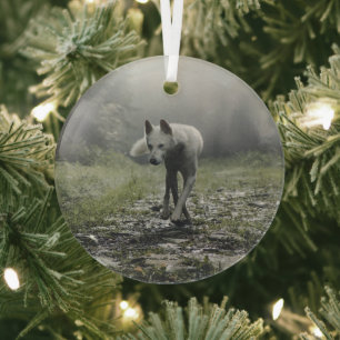 White Siberian Husky Glass Ornament