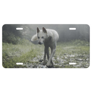 White Siberian Husky License Plate