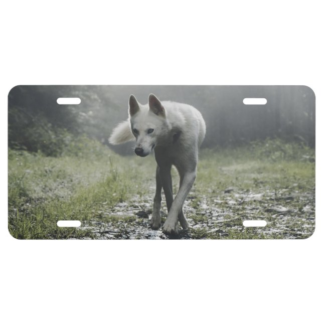 White Siberian Husky License Plate (Front)