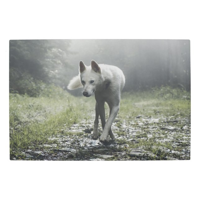 White Siberian Husky Metal Print (Front)