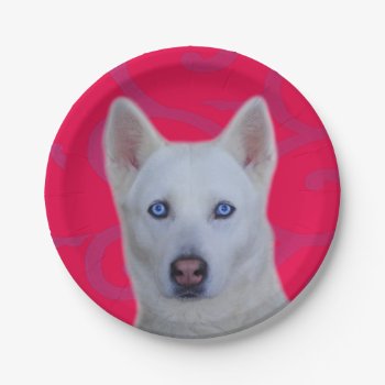 White Siberian Husky Paper Plate by usadesignstore at Zazzle