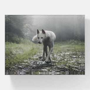 White Siberian Husky Paperweight