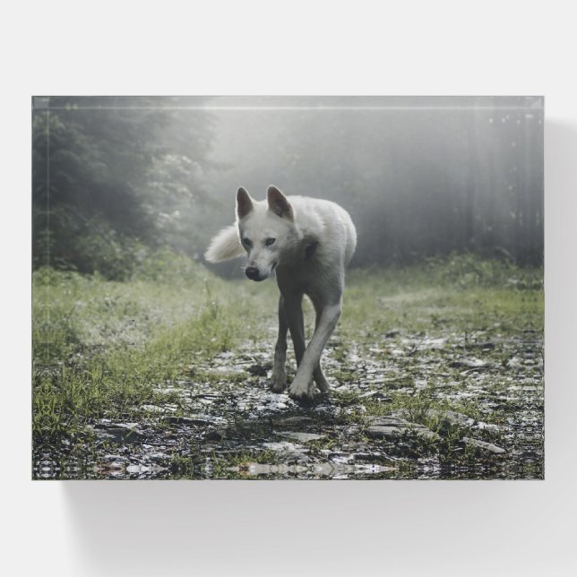 White Siberian Husky Paperweight (Front)