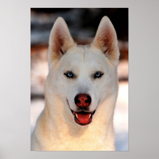 White Siberian Husky  Photo Poster (Front)