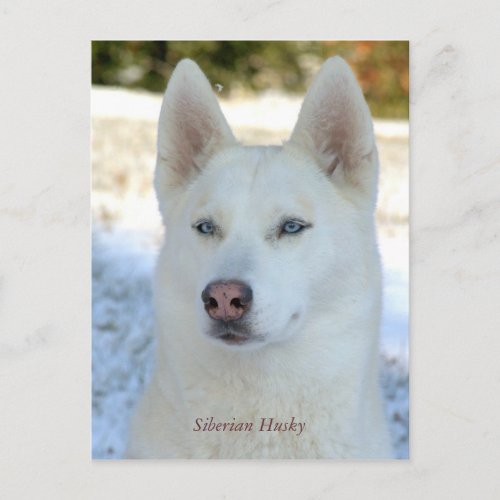 White Siberian Husky postcard