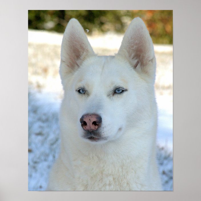 white husky with green eyes