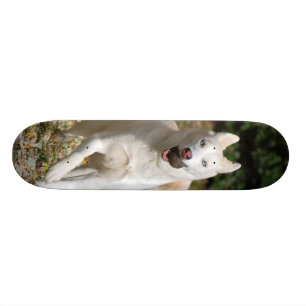 White Siberian husky skateboard Deck