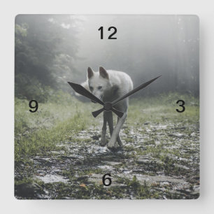 White Siberian Husky Square Wall Clock