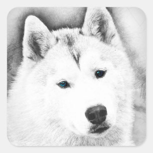 White Siberian Husky w/ Blue Eyes Fine Art Sketch Square Sticker