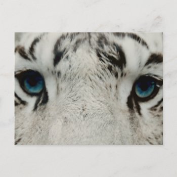 White Siberian Tiger Postcard by Vanillaextinctions at Zazzle